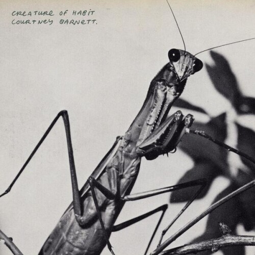 Courtney_Barnett-Creature_of_Habit-24BIT-WEB-FLAC-2026-ENRiCH.jpg