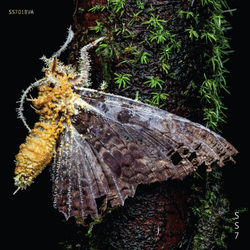 VA-SS7.018VA-24BIT-WEB-FLAC-2026-WAVED.jpg