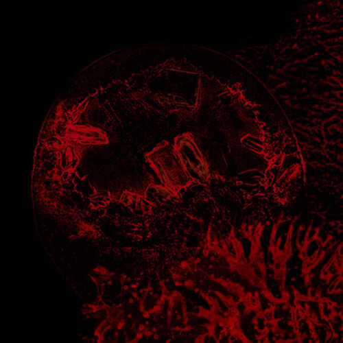 Impure_Declaration-Of_Veins_Tendons_And_Bones-24BIT-WEB-FLAC-2026-STONERD.jpg